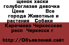 щенок хаски  голубоглазая девочка › Цена ­ 12 000 - Все города Животные и растения » Собаки   . Карачаево-Черкесская респ.,Черкесск г.